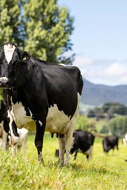 Cows in a field